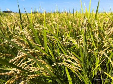 生命エネルギーあふれる偉大なる稲穂に心からの感謝をこめて！