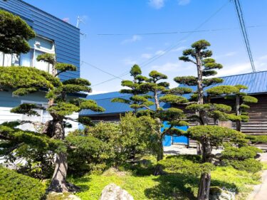 お庭に鎮座する御神木イチイの木