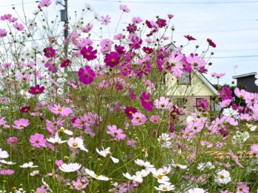 秋風に揺れるコスモス