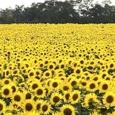 Bu gün (9/14) 16 nəfər məşq etdi. "Sekirei", "Kətan saçlı qız", "Setonun gəlini: Scat at", "Ürəyin gözləri", "Ümid mahnısı"... hamısı budur❓ Bu gün də həzz alacaq çox şey var idi 🍚 [Hokuryu Town Günəbaxan xoru]