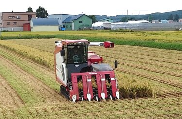 北竜町長 佐野豊 活動報告・9月4日（月）町長部局課長等ミーティング、国民年金砂川事務所長来訪、稲刈り状況視察 ✦ 酒米・もち米・うるち米の稲刈りが始まりました 🌾 🌻 😄