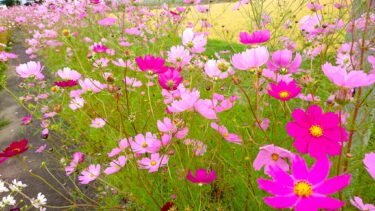 Hokuryu şəhərinin meri Yutaka Sano, fəaliyyət hesabatı, 7 sentyabr Cümə axşamı, bütün gün işçilərlə görüş