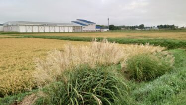 北竜町長 佐野豊 活動報告・9月8日（金）お米の初出荷（ＪＡ検査場）、９月定例課長等会議