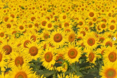 7/22〜8/25に実施しておりました、「日本一のひまわりフォトコンテストの受賞作が決定しました！  ご参加くださった皆さま、沢山の素敵な写真をありがとうございました✨🌻✨【北竜町ひまわり観光協会】