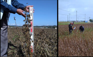 นี่คือลักษณะของทุ่งถั่วเหลืองคุโรเซ็นโงคุเมื่อสัปดาห์ที่แล้ว ใบไม้ร่วงในทุ่งต้นฤดูแล้ว แสดงว่าใกล้จะถึงเวลาเก็บเกี่ยวแล้ว ✨ ต้องขออภัยในความไม่สะดวกที่เกิดจากสินค้าขาดสต๊อก กรุณารอก่อนอีกนิด! [สมาคมสหกรณ์ธุรกิจคุโรเซ็นโกกุ]