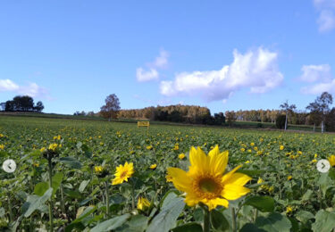 なんとなんと、ひまわりの里で野良生えのひまわりがたくさん咲いてました！紅葉した山とのコラボがちょっと不思議【黒千石事業協同組合】