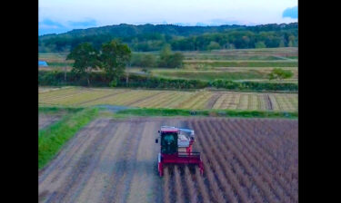 10月12日（木）▶︎▶︎ ダイズの収穫 ☺︎ ☺︎ 2023年度の収穫作業はラストになりました 🎉 ドローン撮影（2倍速）です【農事組合法人ほのか】