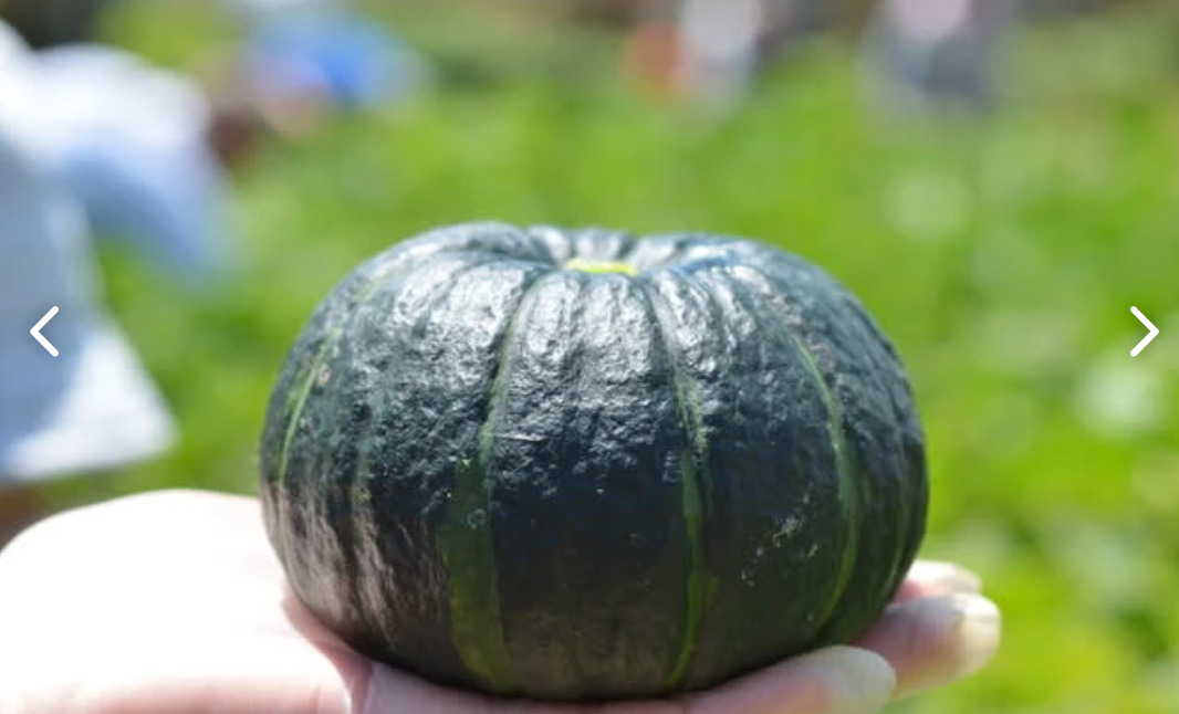 【訳あり】ふぞろい坊ちゃん・白岡直樹（北竜町）ファーム樹乃舎【ポケマル】