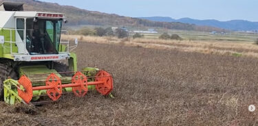 Kurosengoku soya paxlasının tam miqyaslı məhsulu başladı! Bundan sonra biz İşikari, Şintotsukava, Kamifurano, Makkari və Hokuryu şəhərindən kənarda yerləşən digər ərazilər də daxil olmaqla, Hokkaydodakı müqaviləli fermerlərdən getdikcə daha çox məhsul yığacağıq. [Kurosengoku Biznes Kooperativ Assosiasiyası]