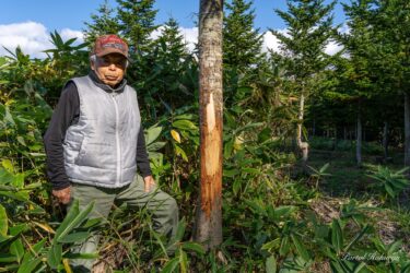 トドマツのクマ剥ぎの跡発見！？ 雨竜町渭の津・牧岡の山林（田中盛亮さん所有）