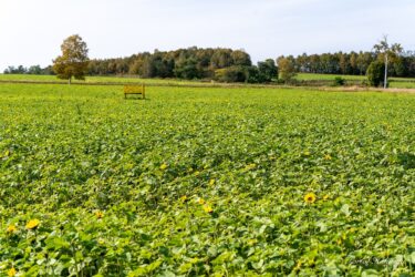 秋のひまわりの里