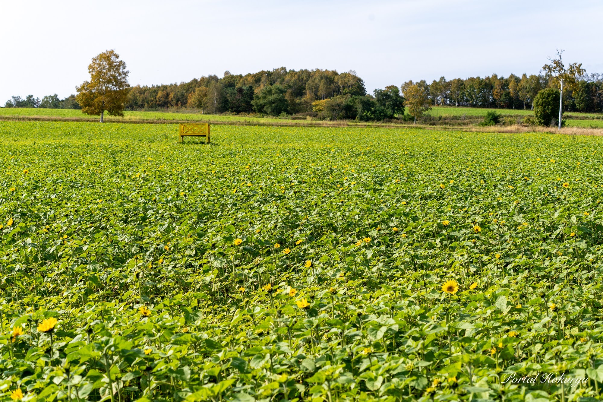 秋のひまわりの里