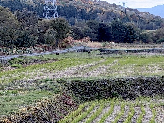 熊が出たのでどうしましょう【北竜町農家のなんとなく（竹林司さん）】