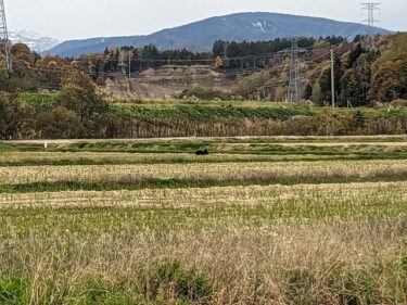 Ayıların məhv edilməsi ilə bağlı şikayətlər haqqında fikirlər: Məni maraqlandırmayan kənd ərazisi [Hokuryu qəsəbəsindəki fermer (Takebayashi Tsukasa)]