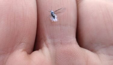 Cách đây vài ngày, một con "con bọ tuyết" đã bay khắp nơi. Khi còn nhỏ, tôi được dạy rằng trận tuyết đầu tiên sẽ rơi hai tuần sau khi bọ tuyết bay đi, vì vậy bây giờ là lúc chuẩn bị cho tuyết [Hokuko Construction]