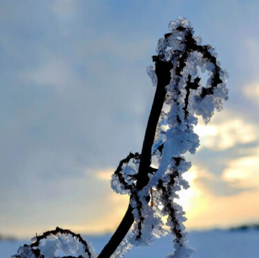 Gün Batımı ve Kır Ağaçları [Kurosengoku İşletme Derneği, Genel Müdür]
