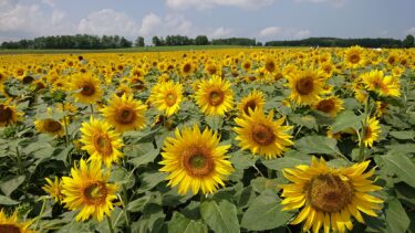 北竜町長 佐野豊 活動報告・1月15日（月）北竜町身障者福祉協会新年会、神谷代議士・稲村道議会副議長来訪、和郵便局長来訪