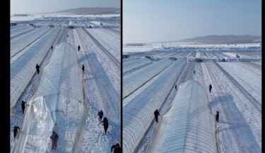 3月20日（祝）am 6:00 〜 2倍速動画 🎥 ビニールハウスのテントかけ ドローン撮影。マイナス気温の中、頑張りました 🌅 昨年と違う真っ白な景色にもご注目ください ❄️【農事組合法人ほのか】