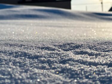 雪原からの贈り物