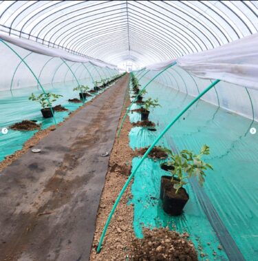 4月2日（火）約600本のすいかの定植しましたぁ。次は9日、約400本を予定しています【（株）高田】