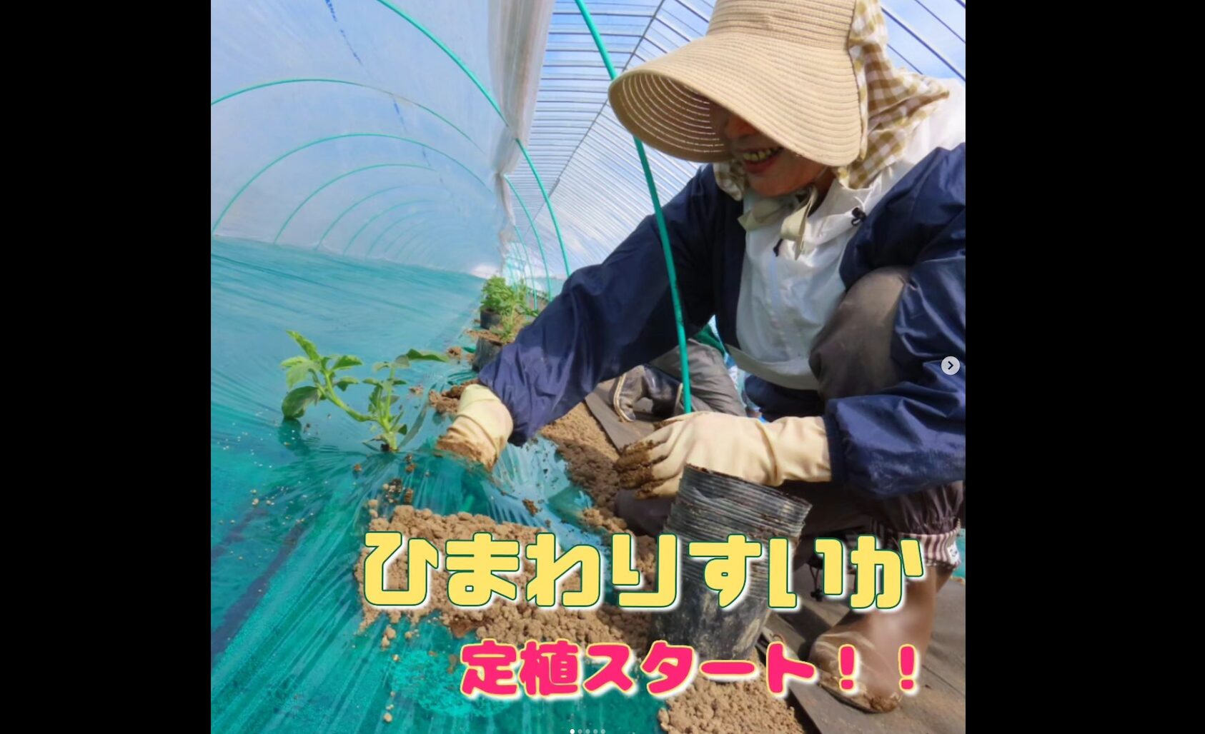 今回紹介するのは【ひまわりすいかの定植】です！！ 株式会社高田（北竜地区）では、4月2日に定植作業がスタート。この日は、15cmほどに育った苗600株をハウス3棟に定植！【ＪＡきたそらち】