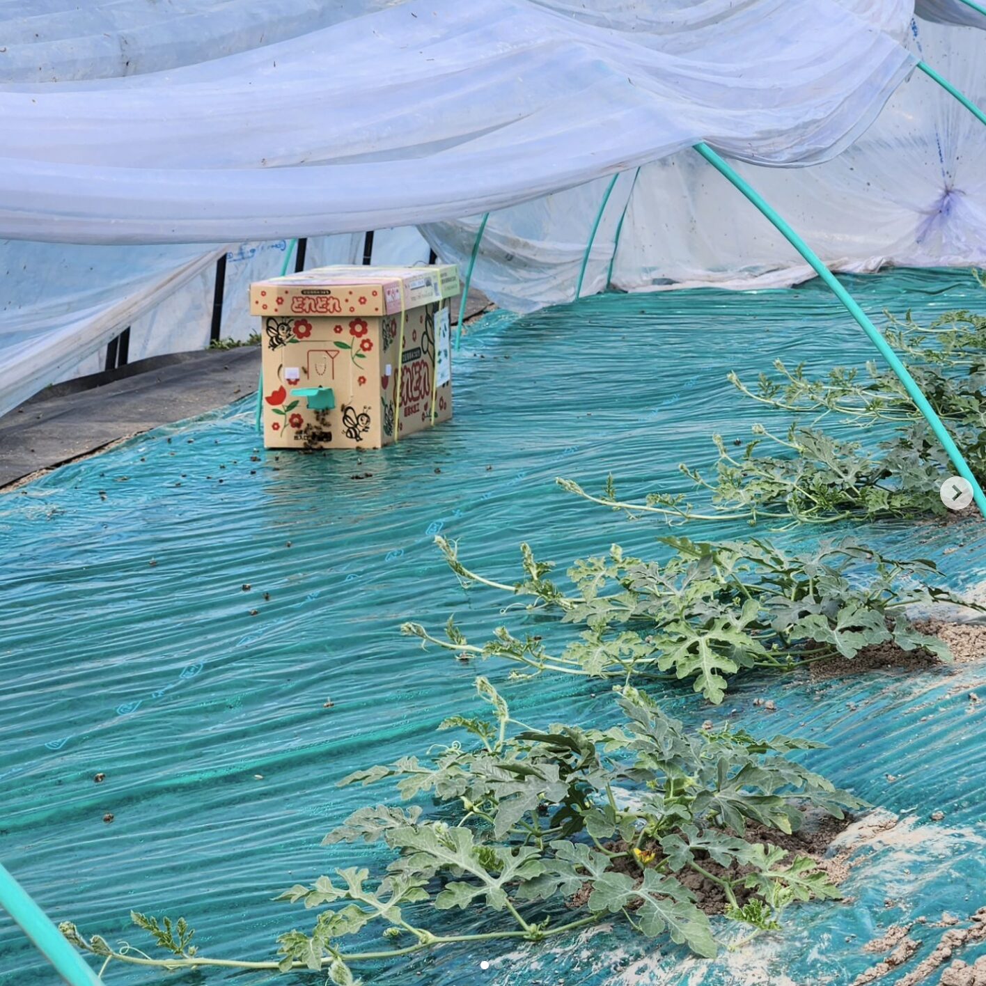 今日はいい天気です。すいかの交配は蜂さんです。頑張れ～【（株）高田】