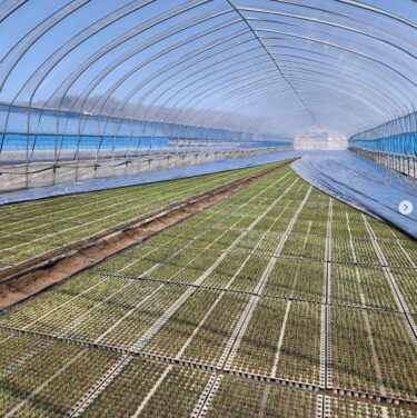 水稲の芽も揃いましたぁ【（株）高田】