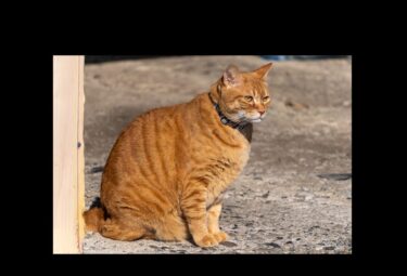 凛々しいさくちゃん