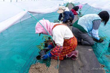 高田農場にて「ひまわりすいか」黄小玉（きいこだま）すいか２号の定植がスタート！