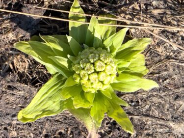 春の訪れふきのとう