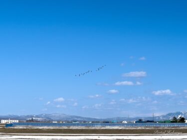 春の渡り鳥飛来の季節