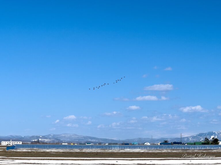春の渡り鳥飛来の季節