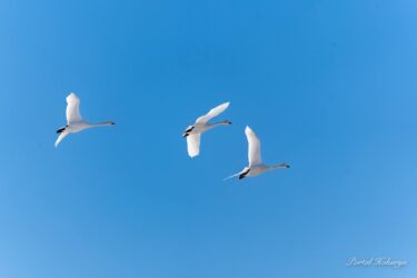 渡り鳥ハクチョウの優美な北帰行