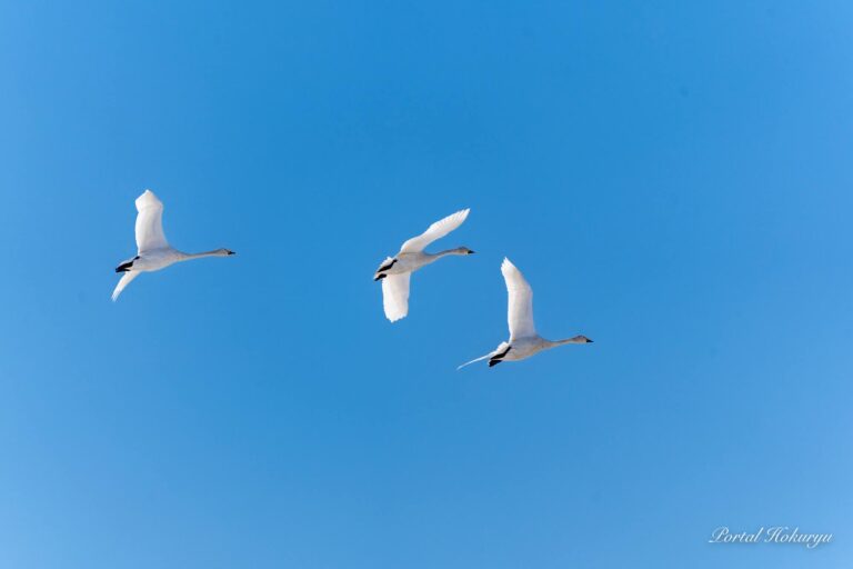渡り鳥ハクチョウの優美な北帰行