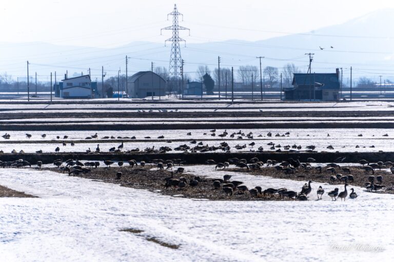 落ち穂でエネルギーチャージする渡り鳥