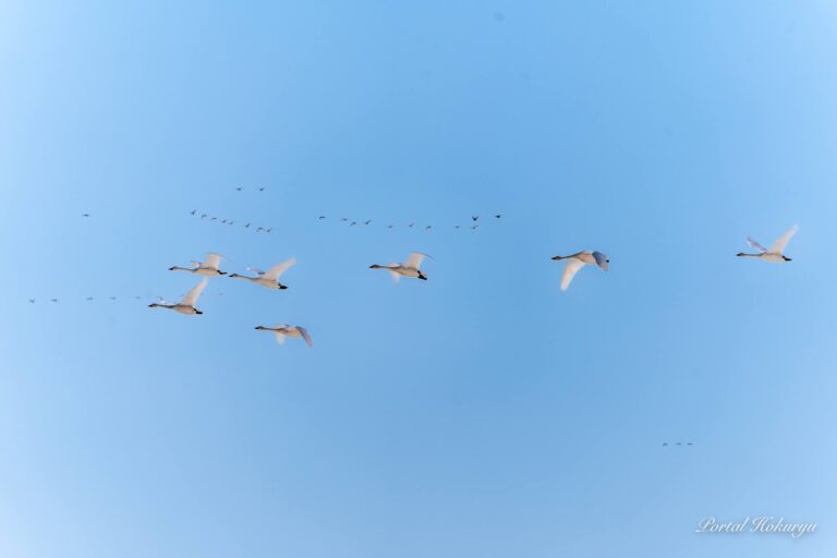 ハクチョウとマガンとの共演飛行