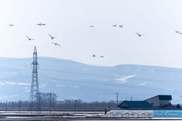 春霞の穏やかな日