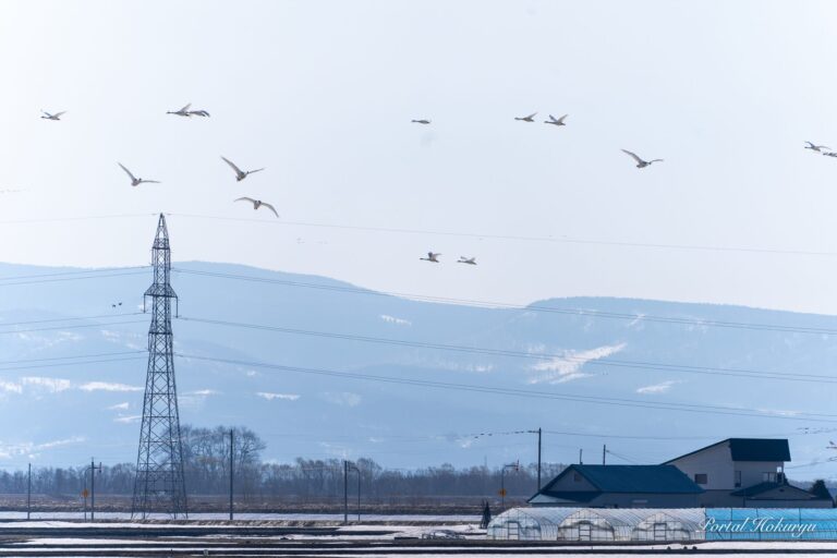 春霞の穏やかな日