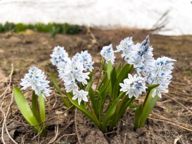 春の妖精花「プシュキニア リバノチカ」