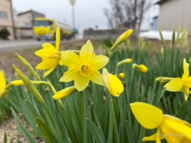 春のたよりを届ける花「水仙」
