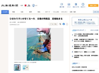 Ayçiçeği karpuzu artık daha tatlı! Hokuryu'nun spesiyalitesinin ekimi başlıyor [Hokkaido Shimbun Dijital]