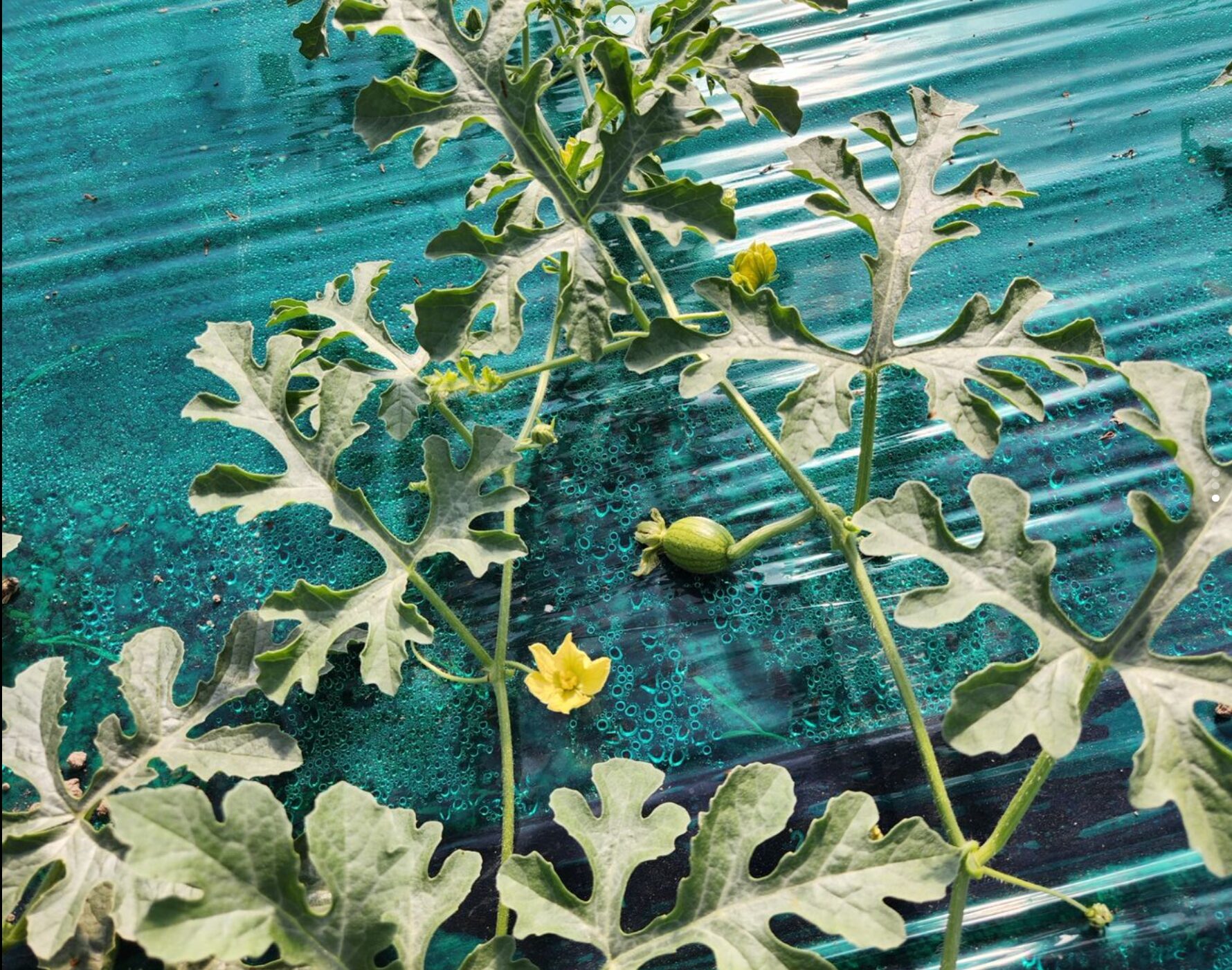 ひまわりすいか【（株）高田】