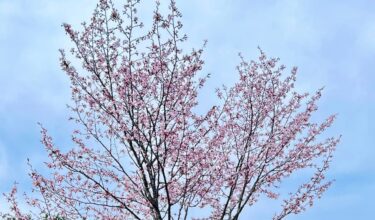 今日（4/30）の🤳は北竜町金比羅公園の桜。 今年もきれいです￼🌸💓🌸￼ あと数日で満開かな❓￼【北竜町ひまわりコーラス】
