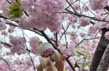 6 मई (सोमवार) यहाँ चेरी के फूल उम्मीद के मुताबिक खूबसूरत थे 🌸 यह केंडामा चेरी के फूलों के साथ बहुत अच्छा लगता है ~ [होकुर्यु केंडामा क्लब]