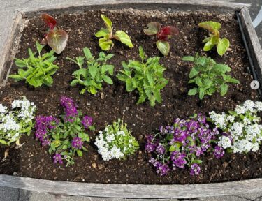 5月11日（土）☀ みのりっち北竜グランドオープンです。北竜太鼓の素晴らしい演奏 🎶 でオープンしました。お店前のプランターにもお花 🌸 🌼 を植えて皆様のご来店をお待ちしてます【みのりっち北竜】