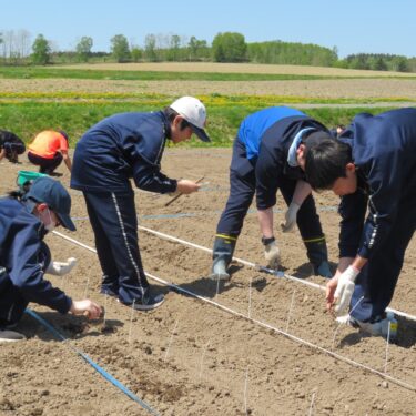 本日（5月15日）は北竜中学校により「世界のひまわり」の種まきが行われました【北竜町観光協会】
