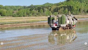 5月15日（水）田植え始まりました。ななつぼしです。田植え機は古いですが、きれいに植えてます【（株）高田】