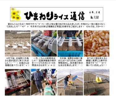 सूरजमुखी चावल समाचार पत्र संख्या 158, मई 2024 [जेए कितासोराची होकुर्यु शाखा]