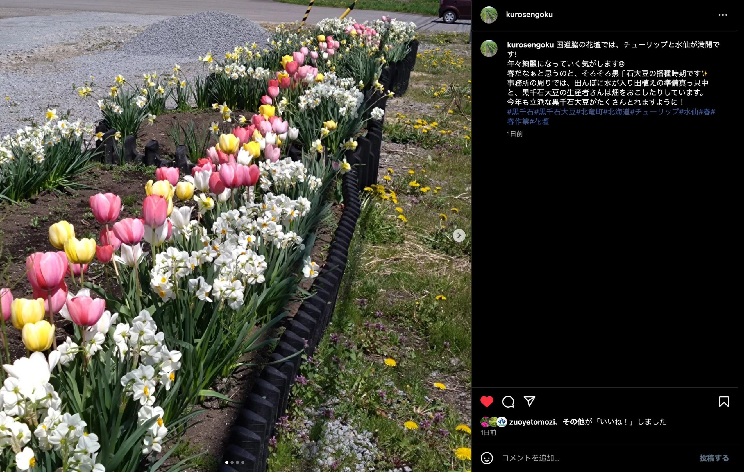 国道脇の花壇では、チューリップと水仙が満開です! 年々綺麗になっていく気がします ☺️ 春だなぁと思うのと、そろそろ黒千石大豆の播種時期です ✨【黒千石事業協同組合】