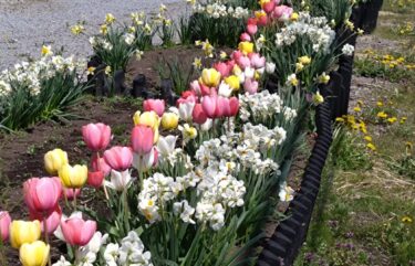 国道脇の花壇では、チューリップと水仙が満開です! 年々綺麗になっていく気がします ☺️ 春だなぁと思うのと、そろそろ黒千石大豆の播種時期です ✨【黒千石事業協同組合】